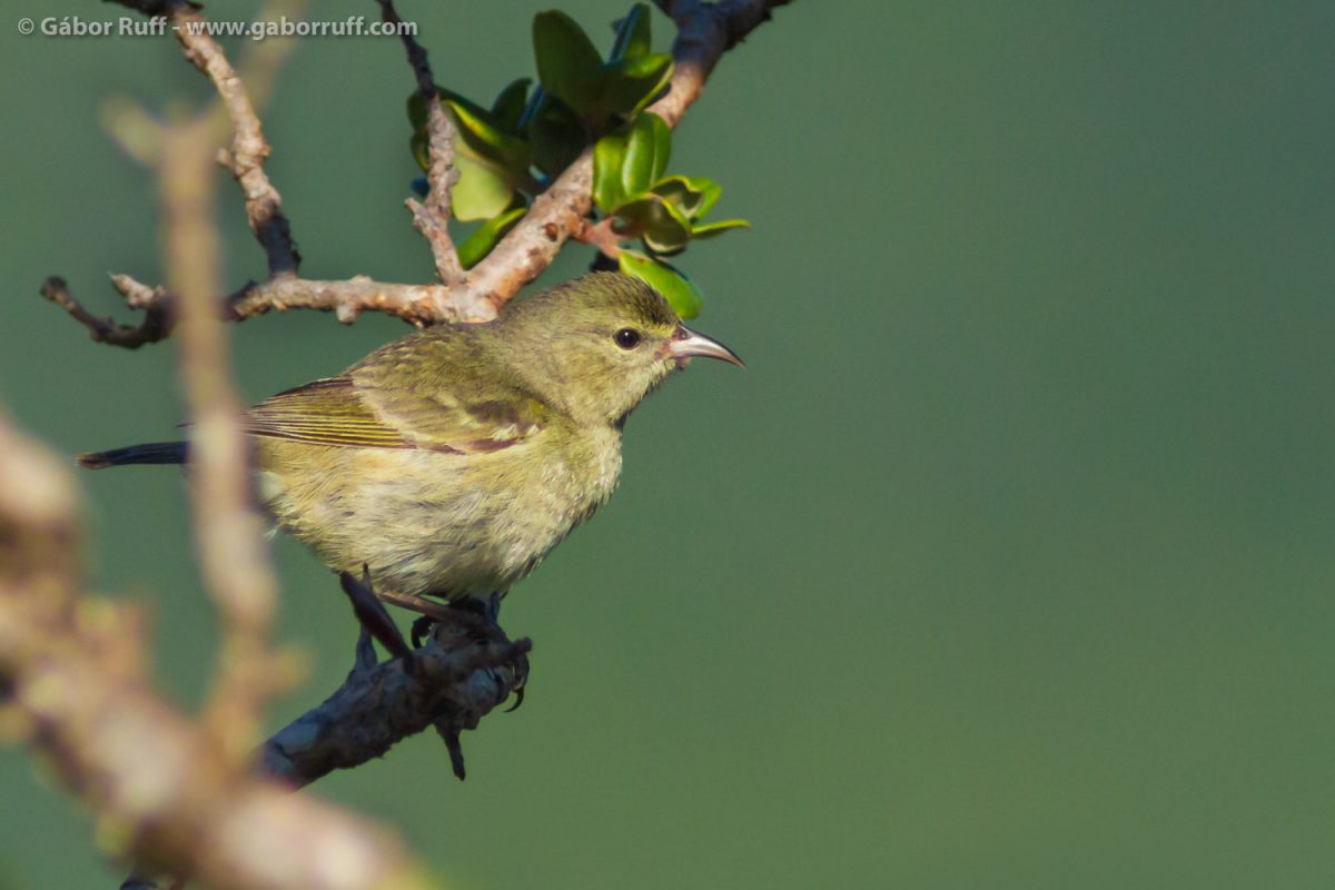 Oahu Amakihi - Hawaiian Honeycreeper | Gábor Ruff