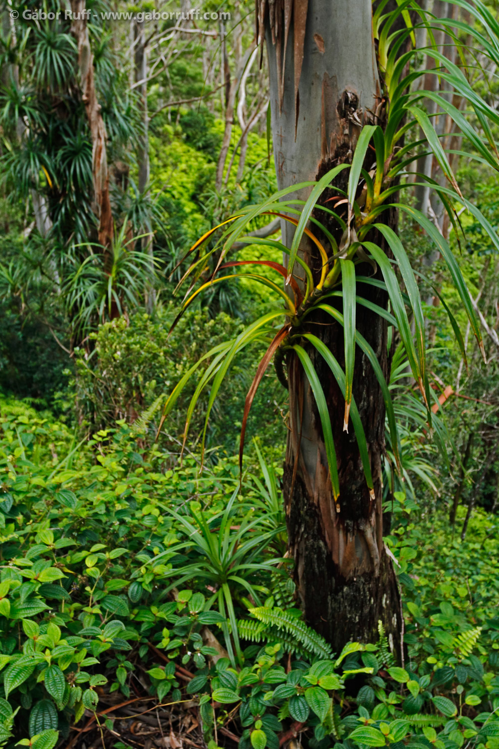 Hawaiian Rainforest