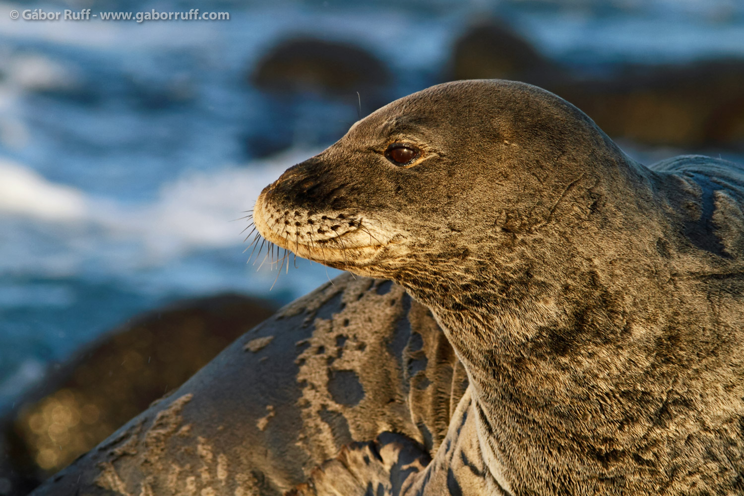 Hawaiian Monk Seal