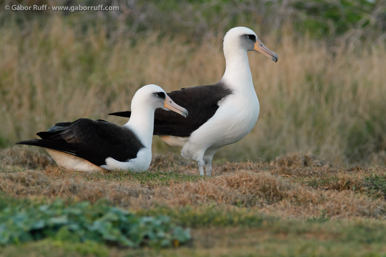 Laysan Albatross pair