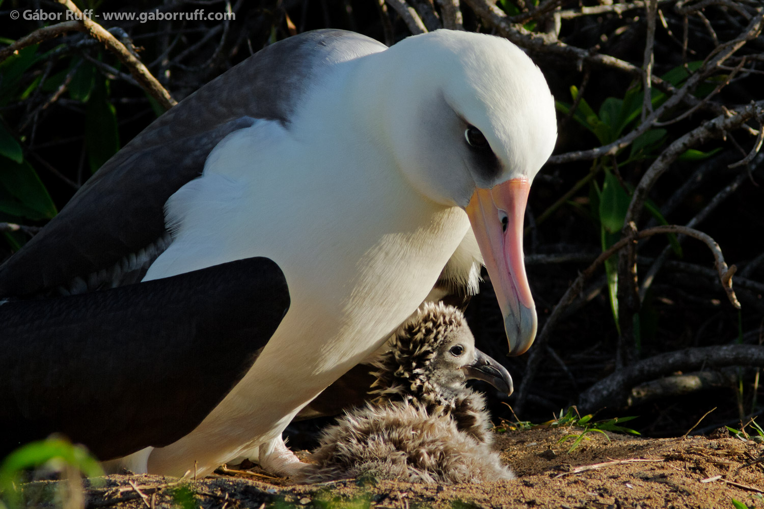 Laysan Albatross