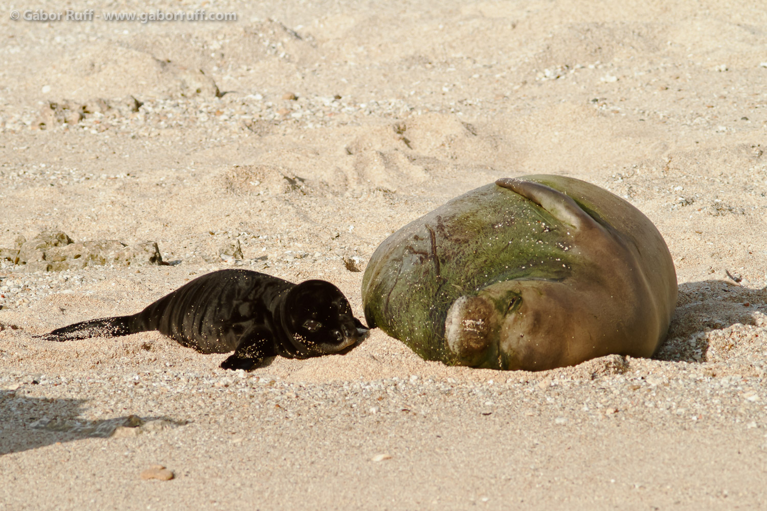 Hawaiian Monk Seal