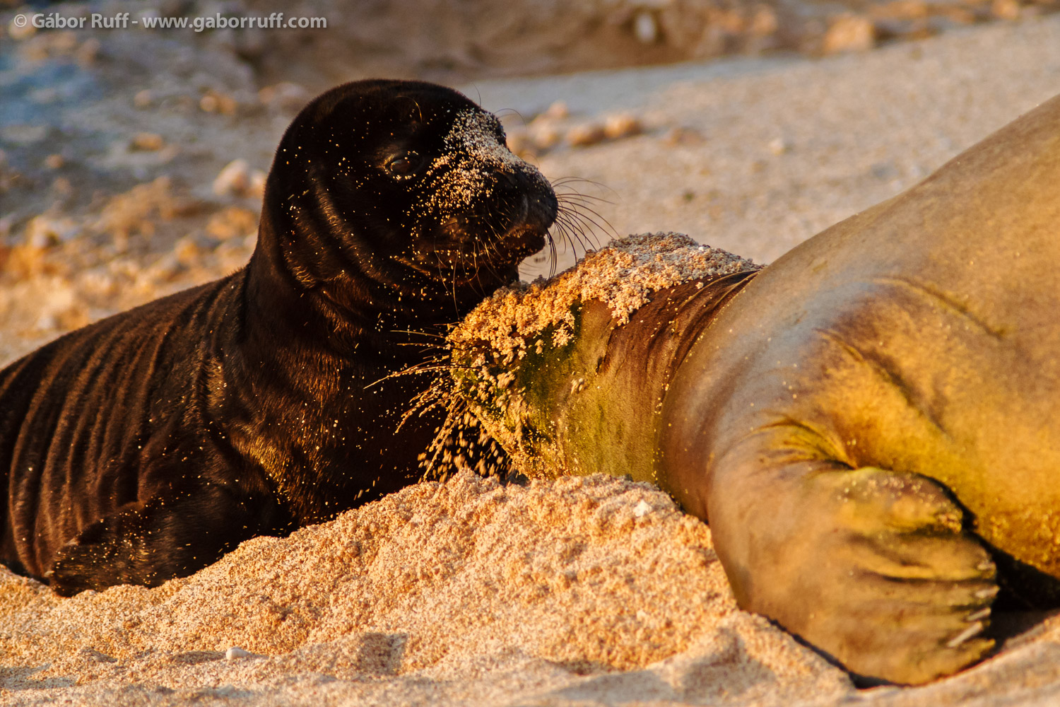 Hawaiian Monk Seal