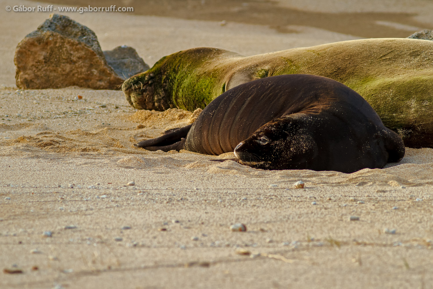 Hawaiian Monk Seal