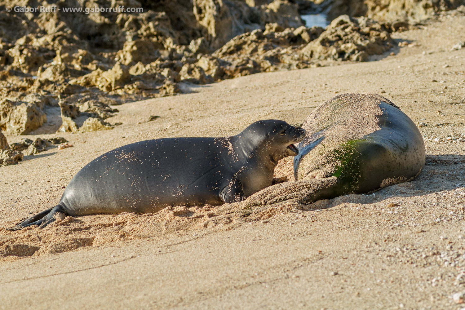 Hawaiian Monk Seal