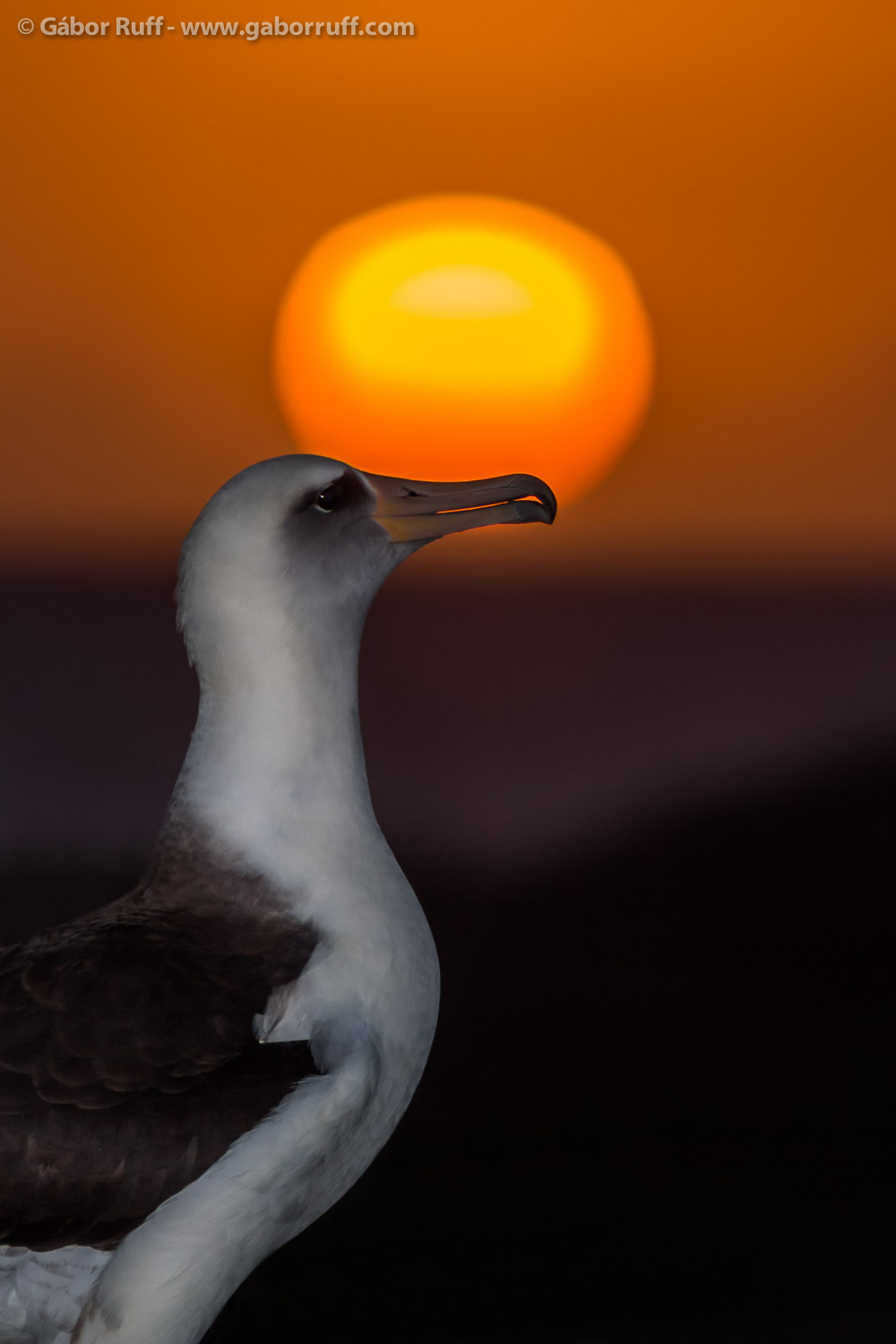 Laysan Albatross