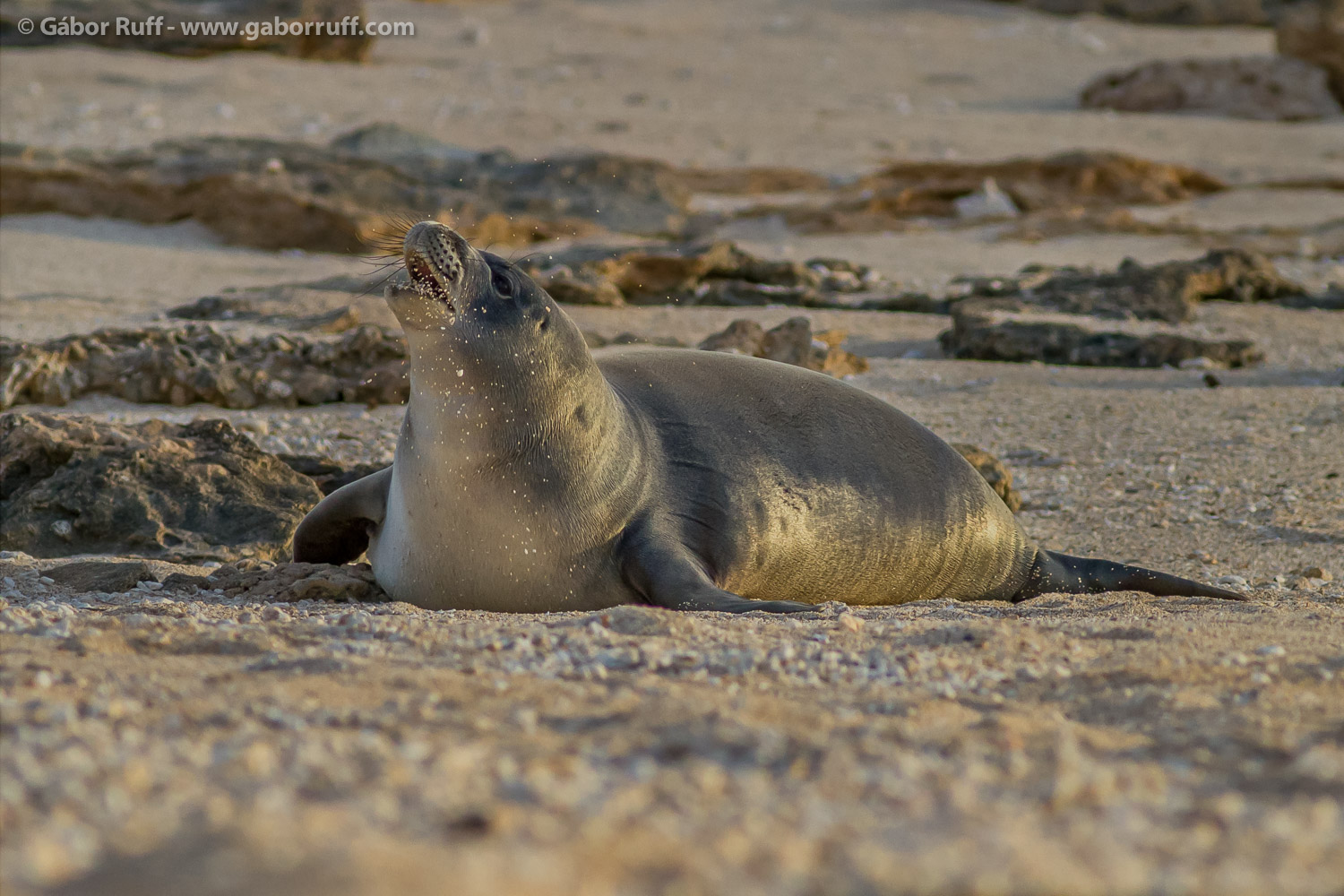 Hawaiian Monk Seal