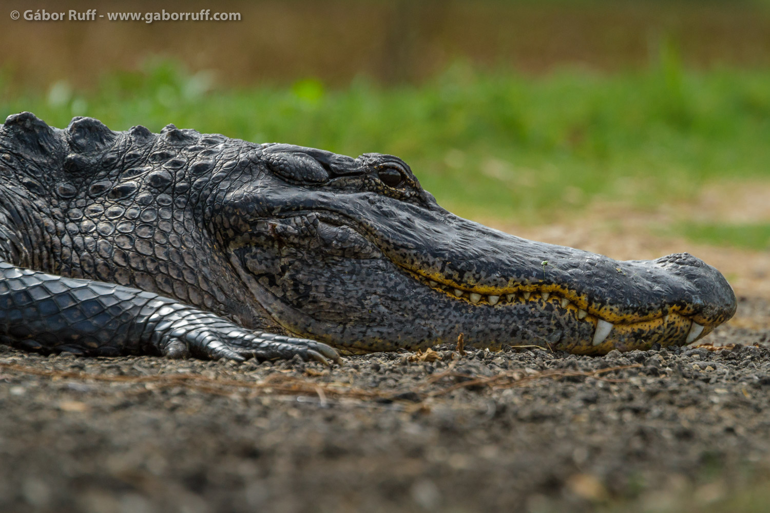 American Alligator