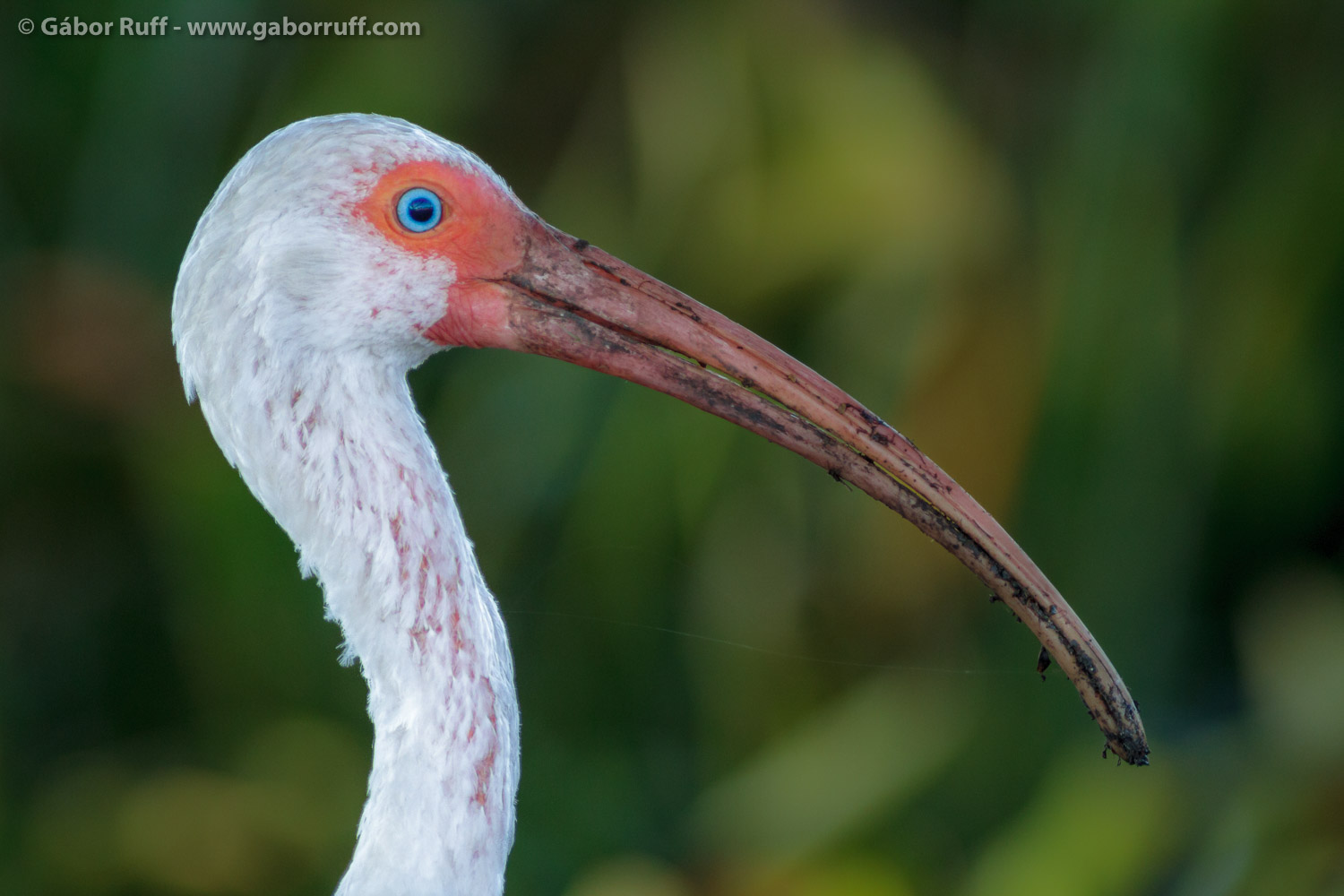 White Ibis