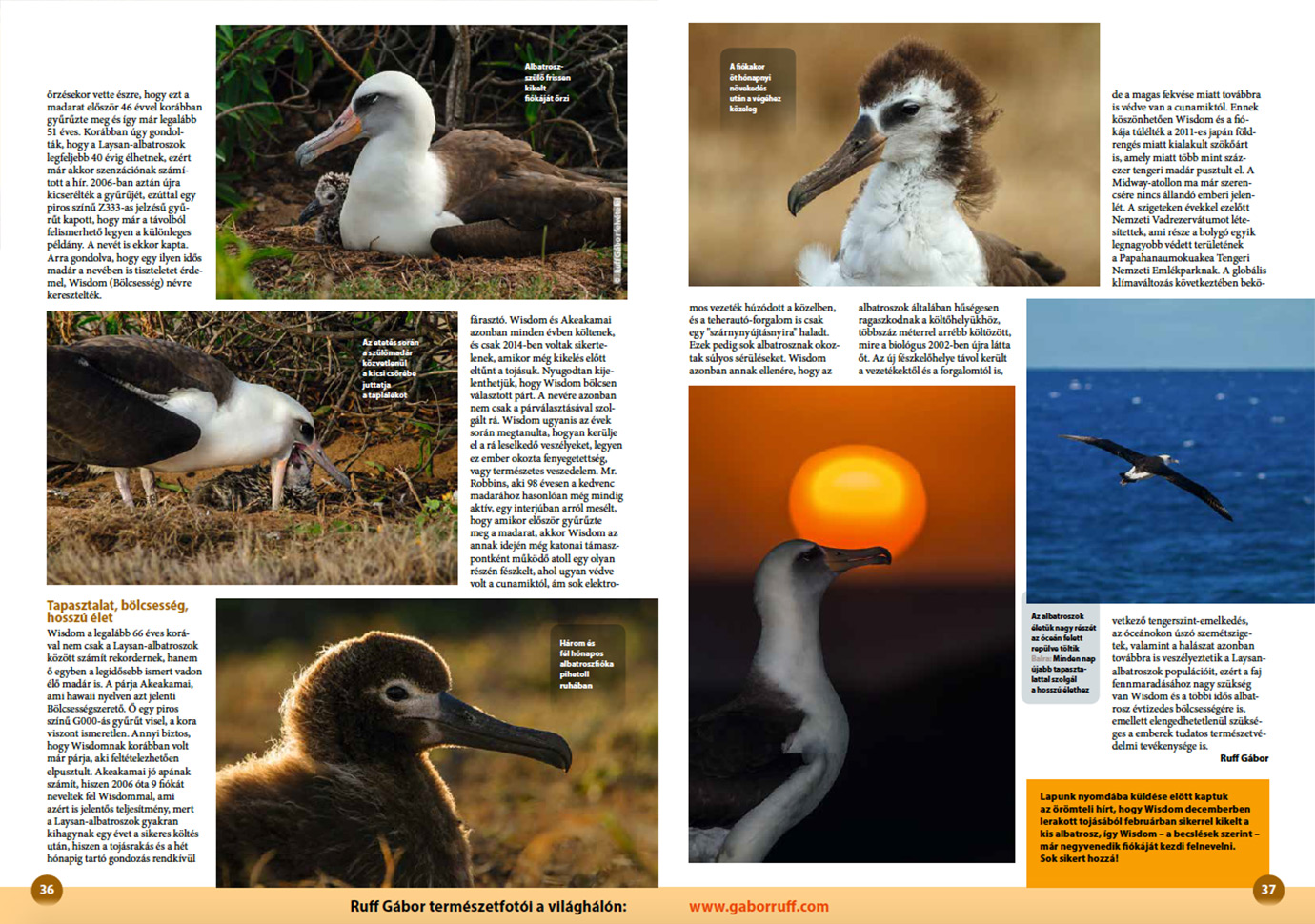 Laysan albatross article