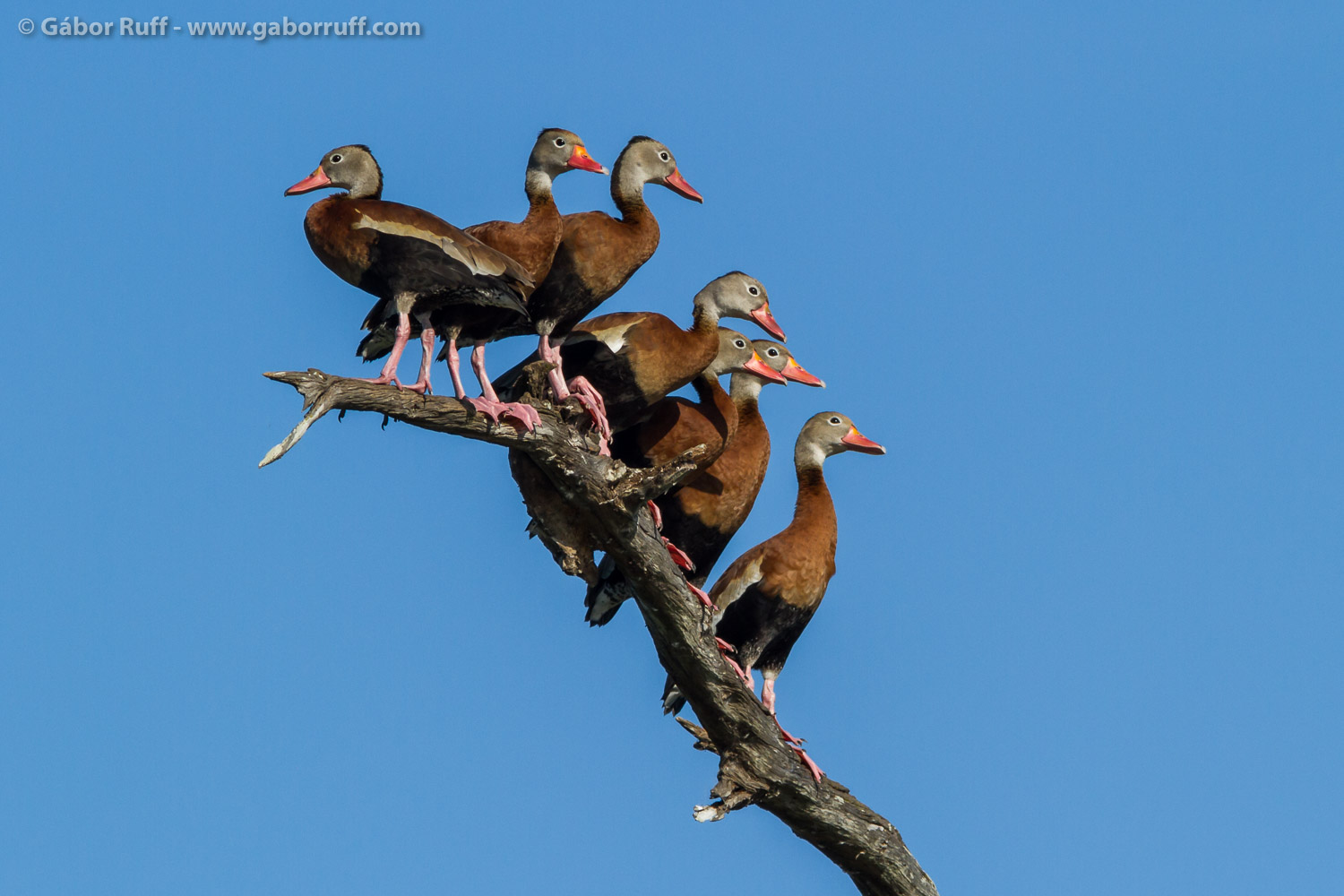 Black-bellied Whistling Duck