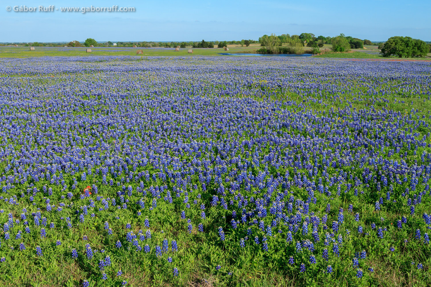 Bluebonnets