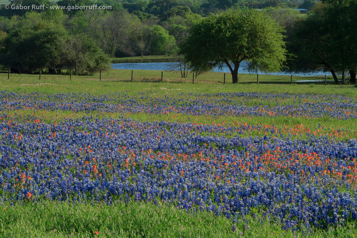 Bluebonnets