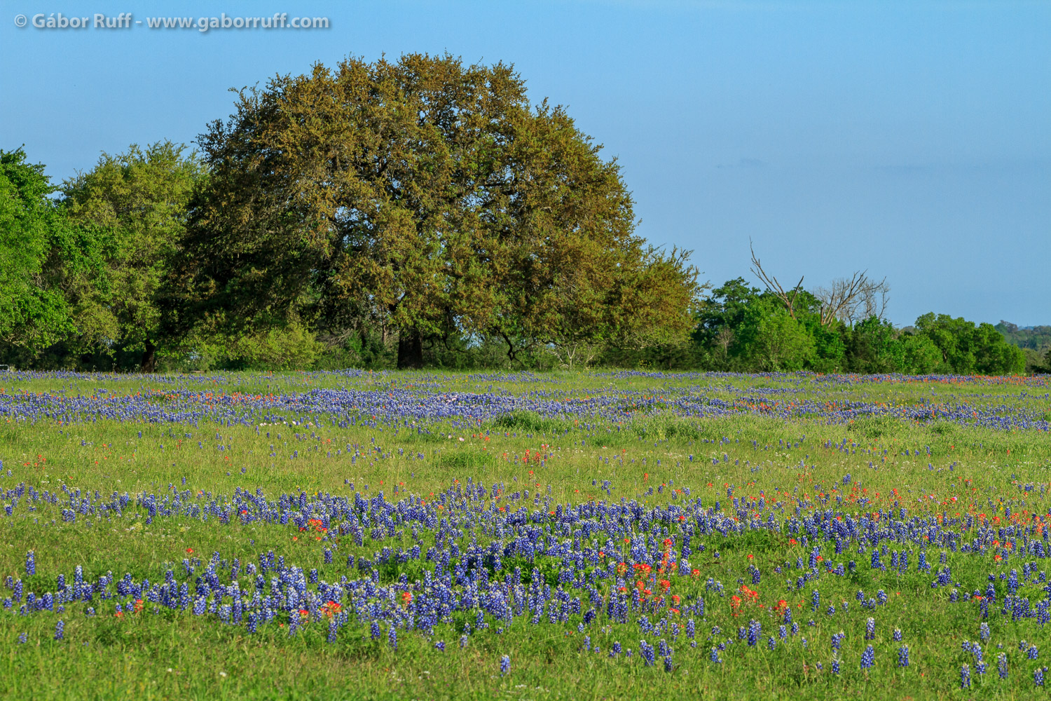 Bluebonnets in Texas