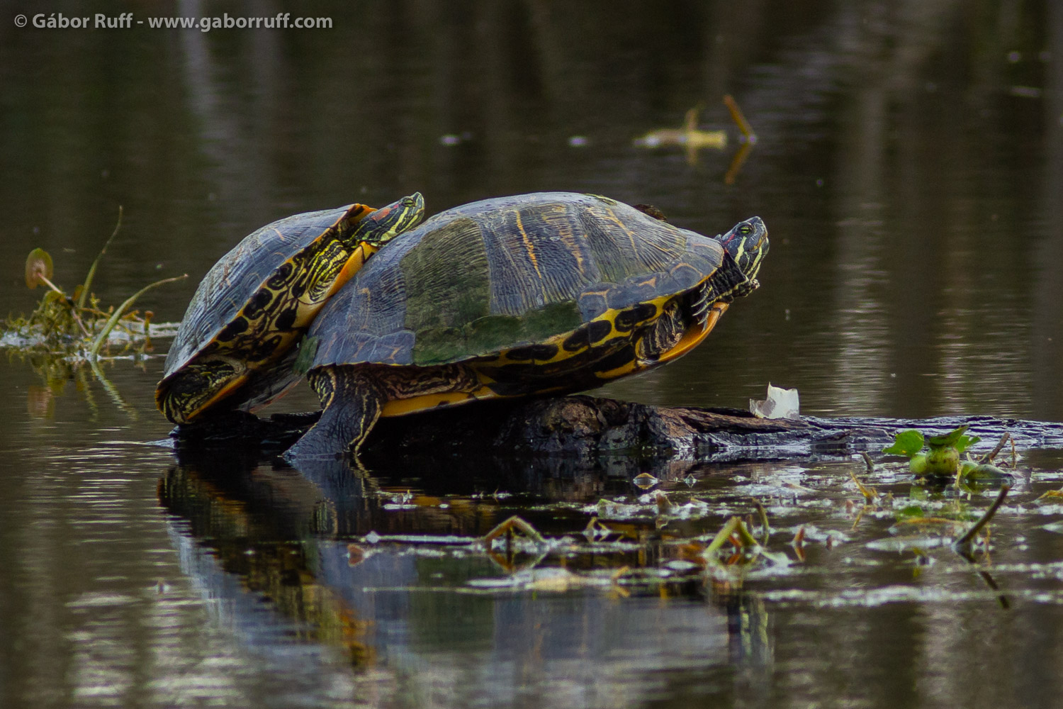 Pond slider