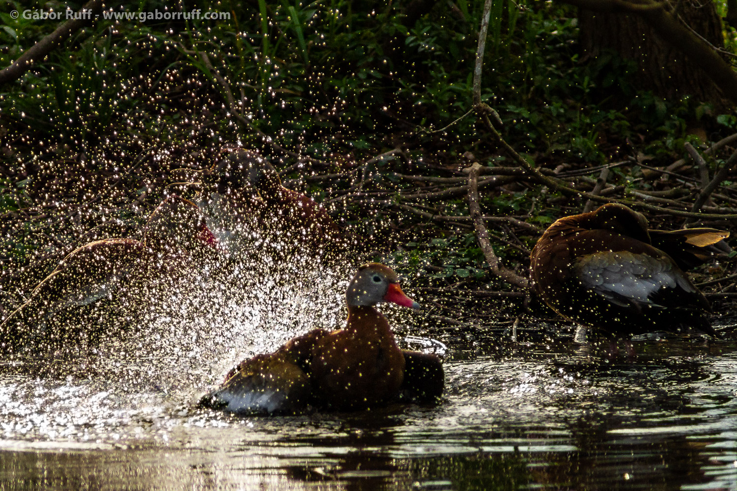 Black-bellied whistling duck