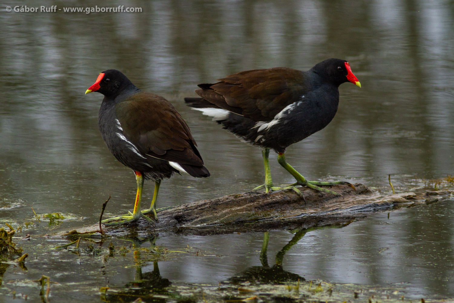 American moorhen