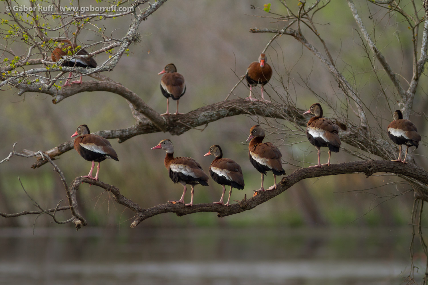 Black-bellied whistling duck