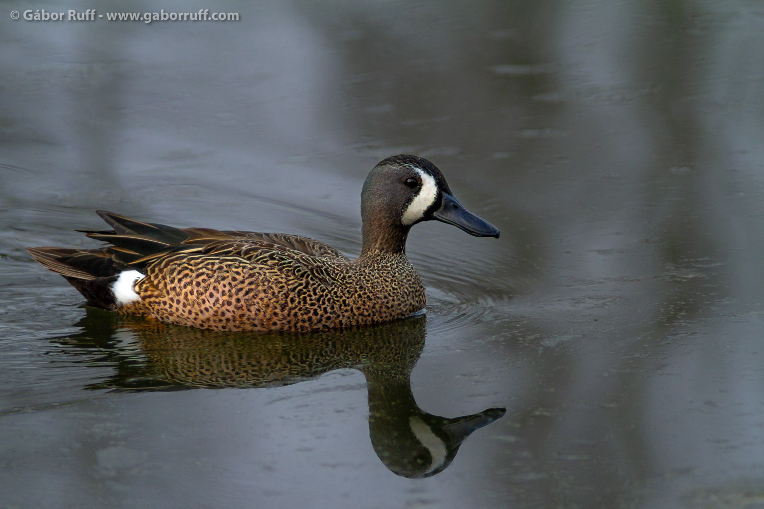 Blue-winged teal