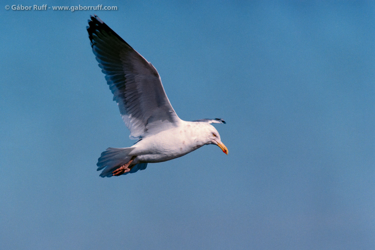 Herring Gull