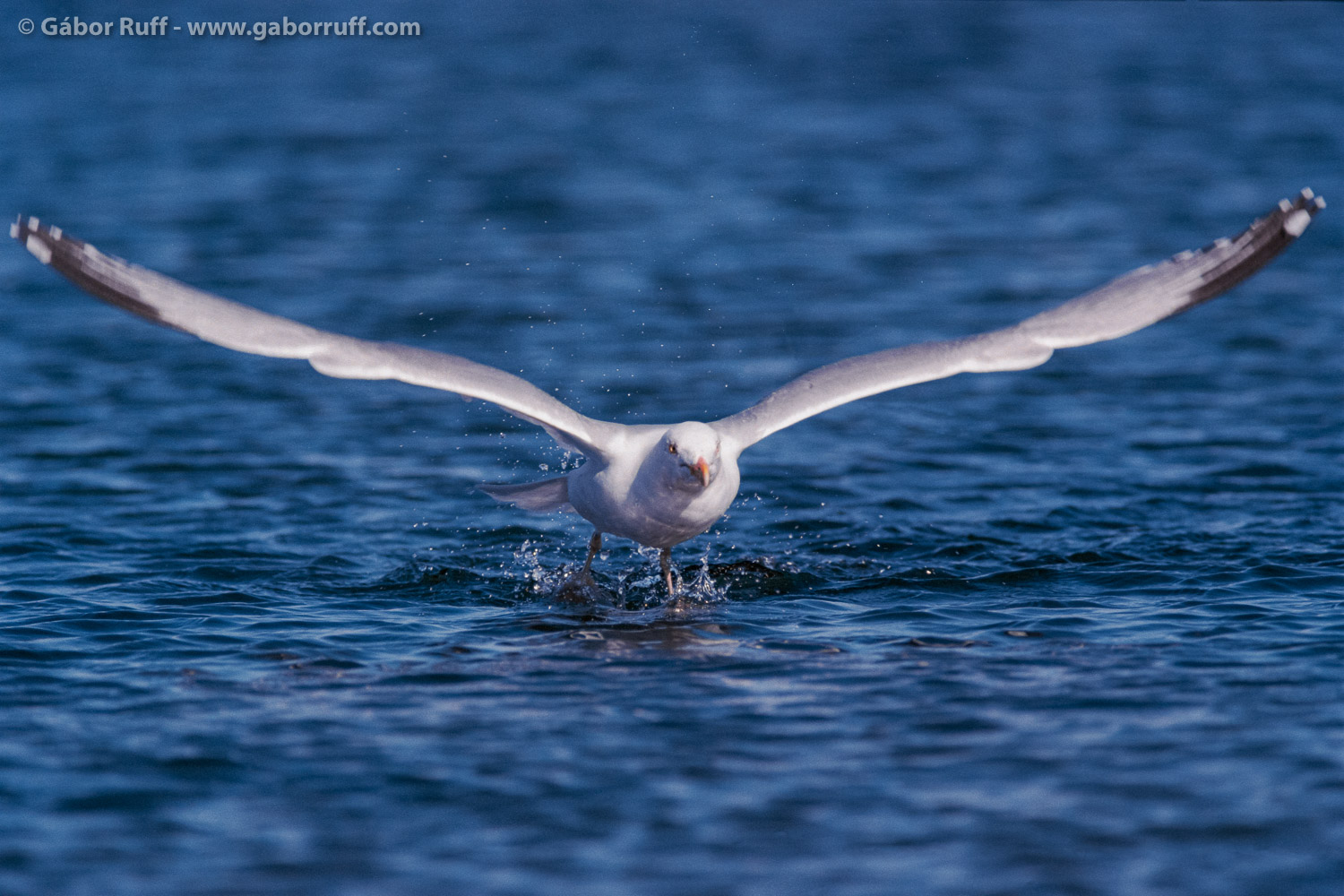 Herring Gull