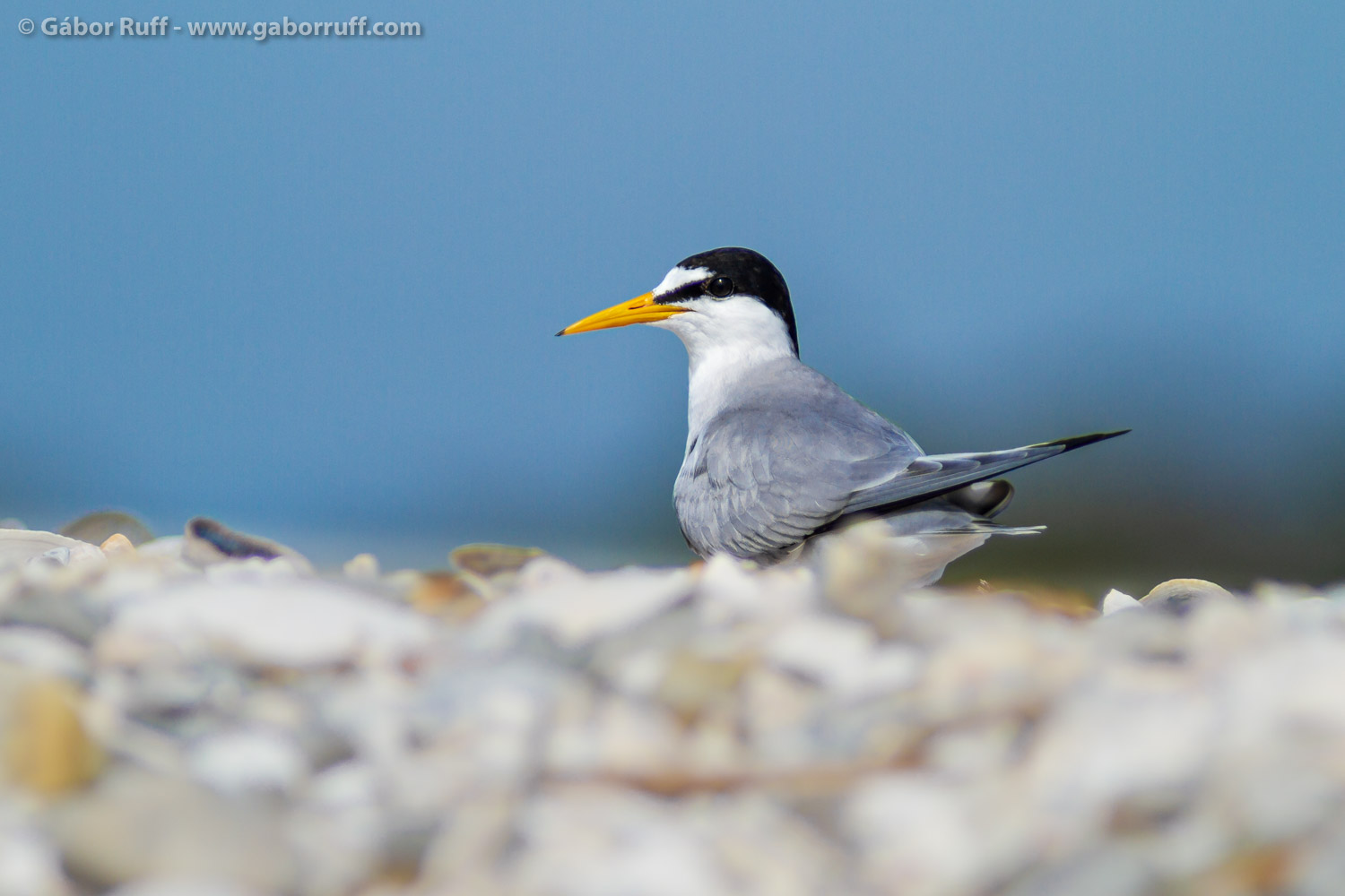 Least Tern