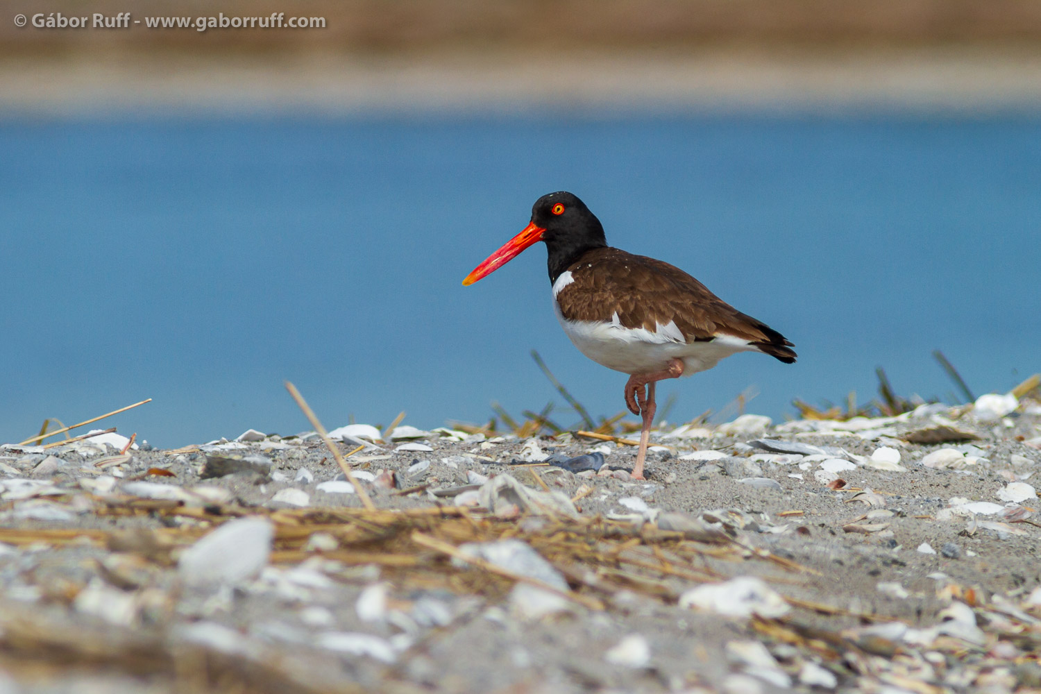 American Oystercatcher