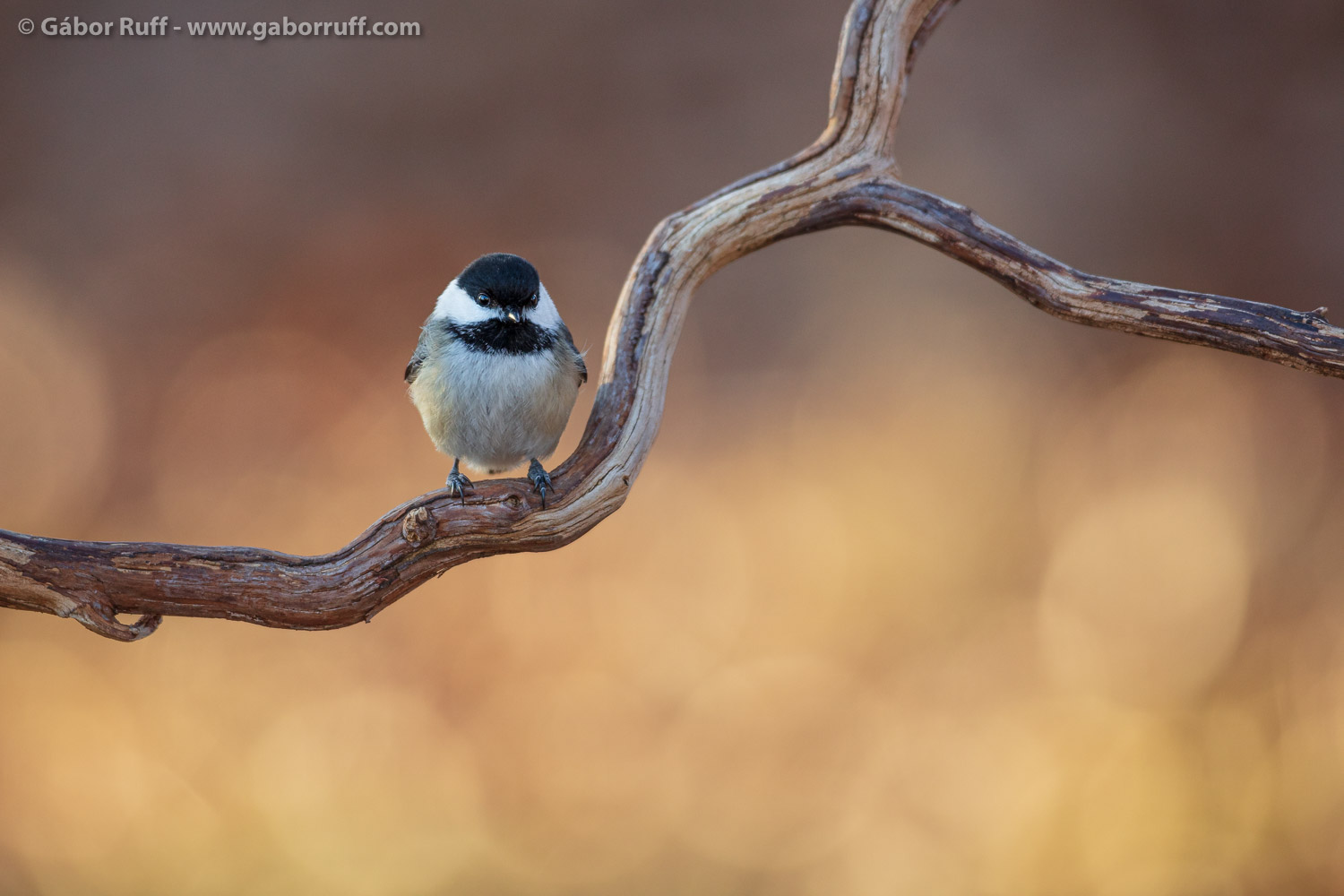 Black-capped Chickadee