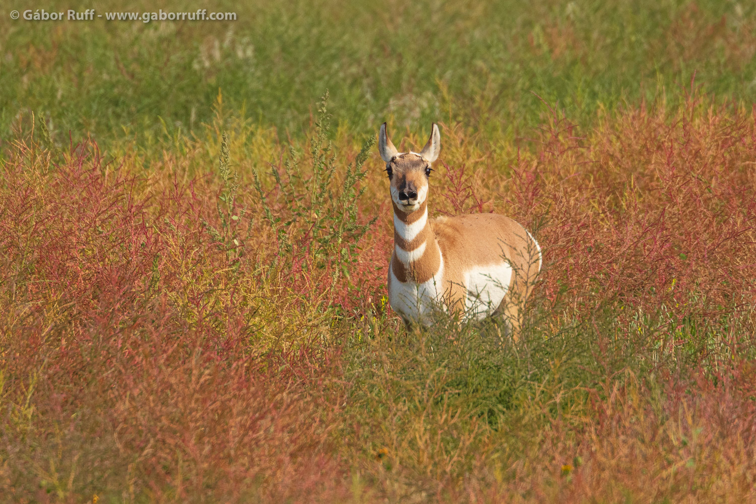 Pronghorn antelope