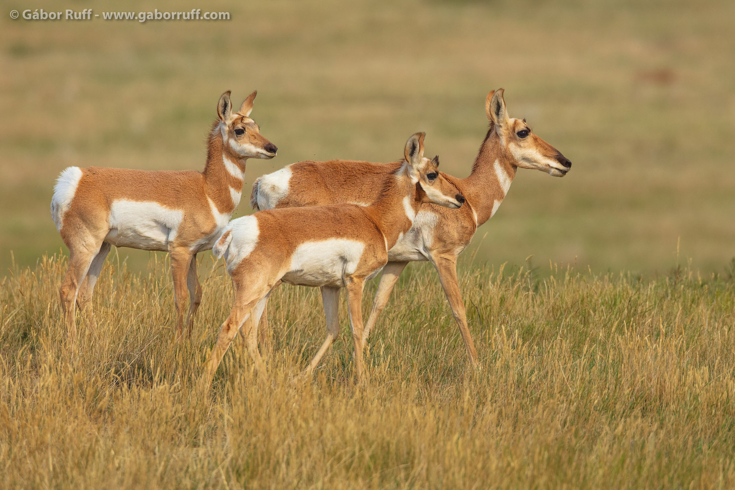 Pronghorn antelope