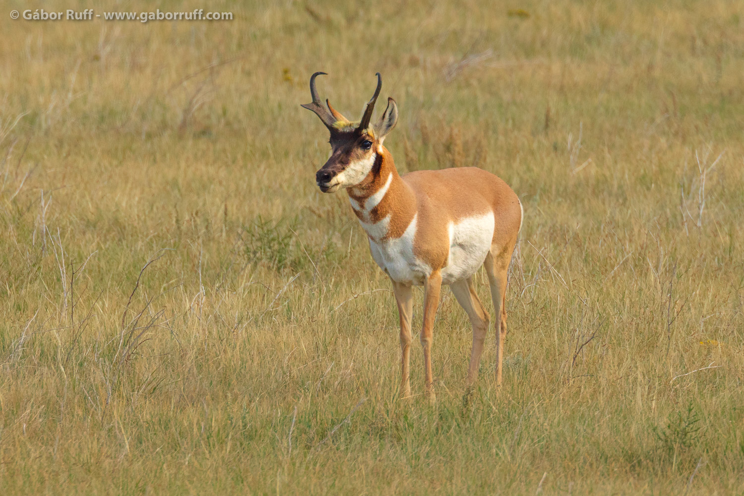 Pronghorn antelope