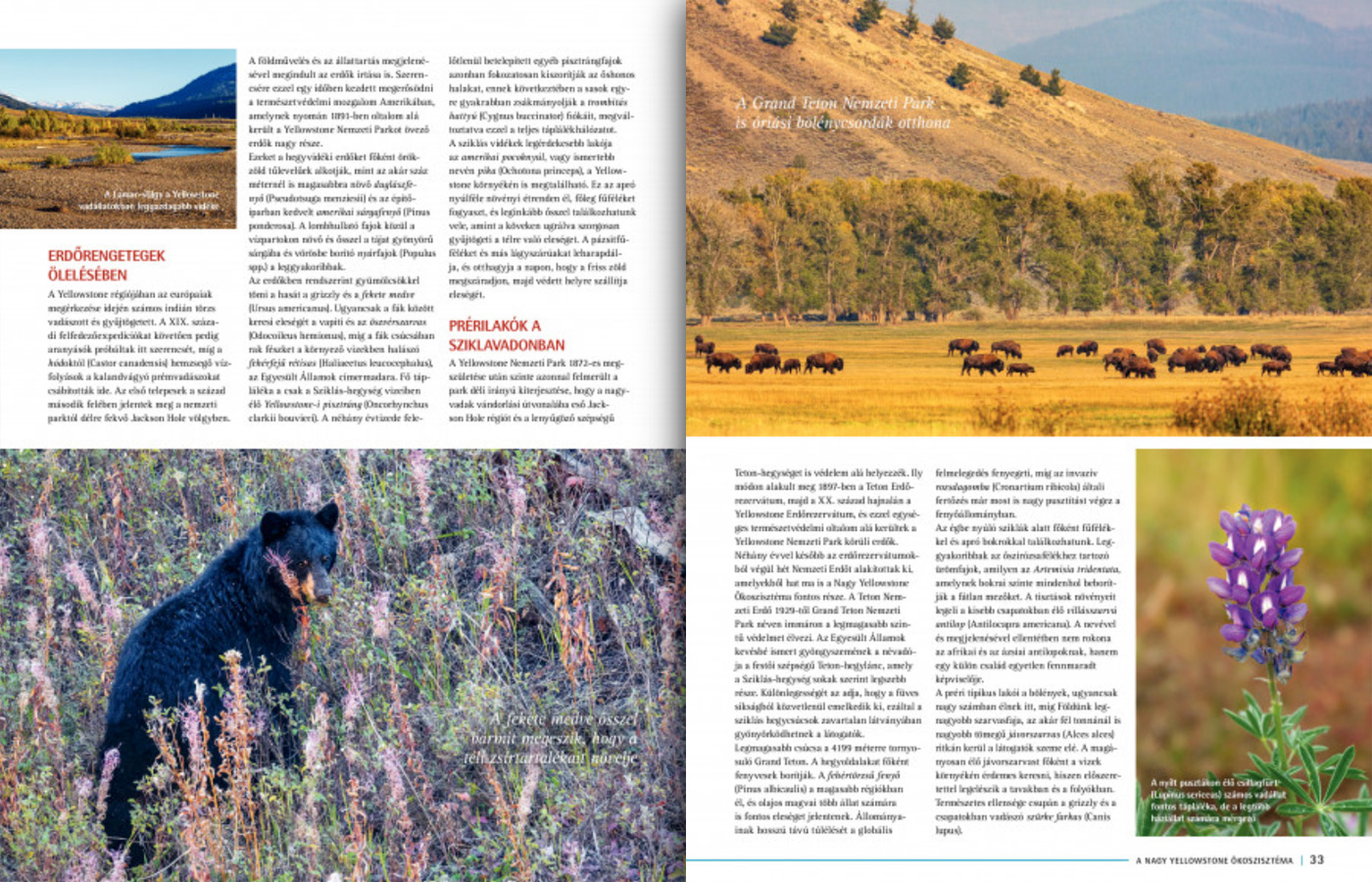 Greater Yellowstone Ecosystem article