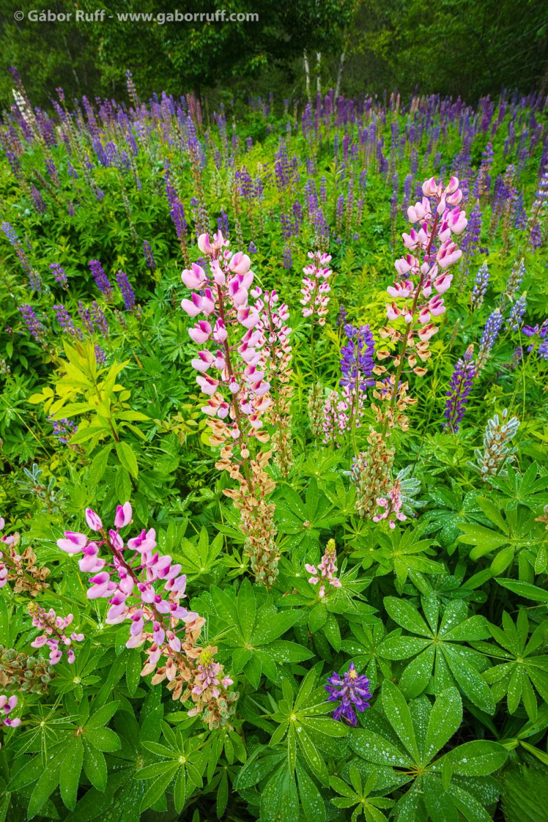 Bigleaf Lupine