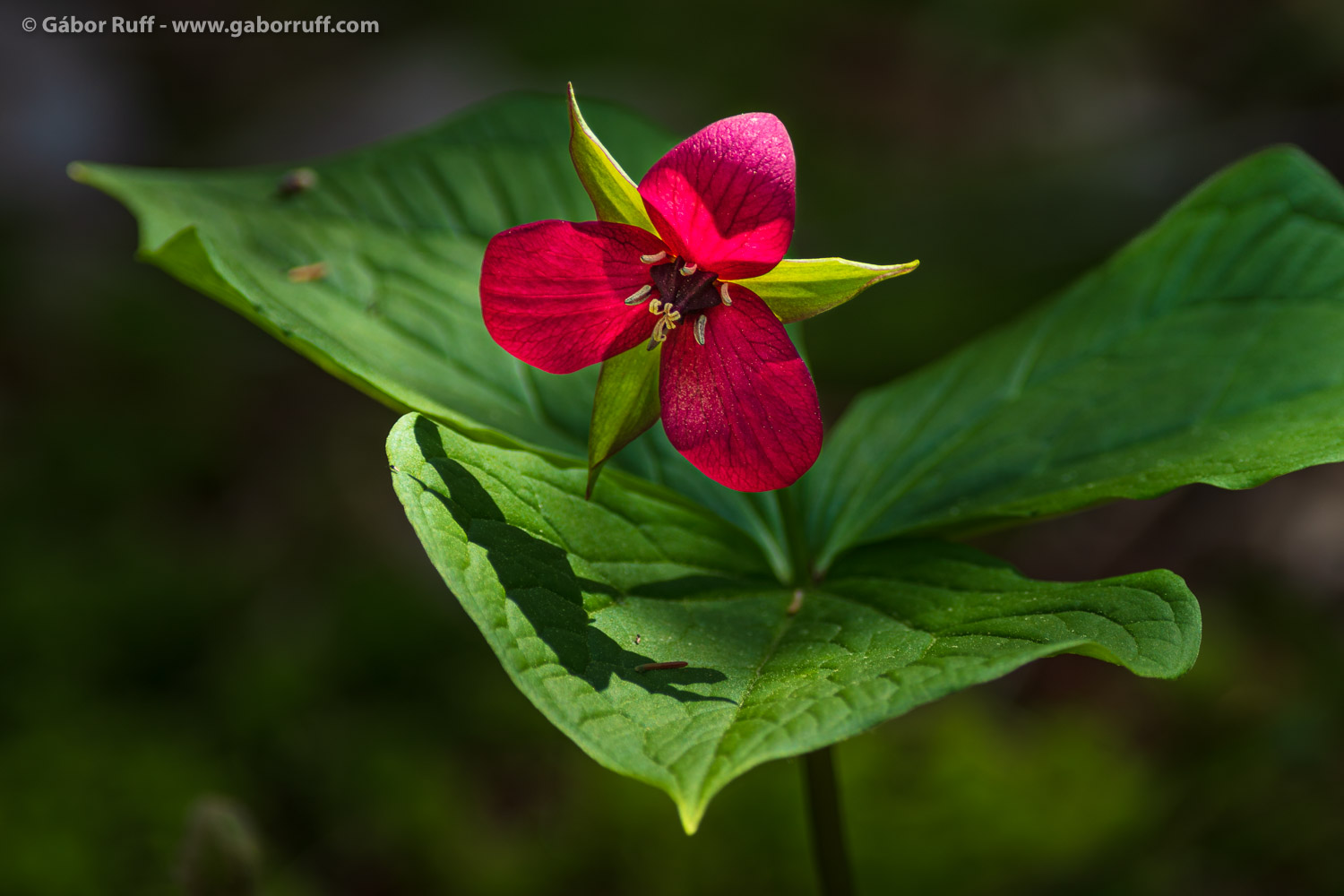 Fundy National Park