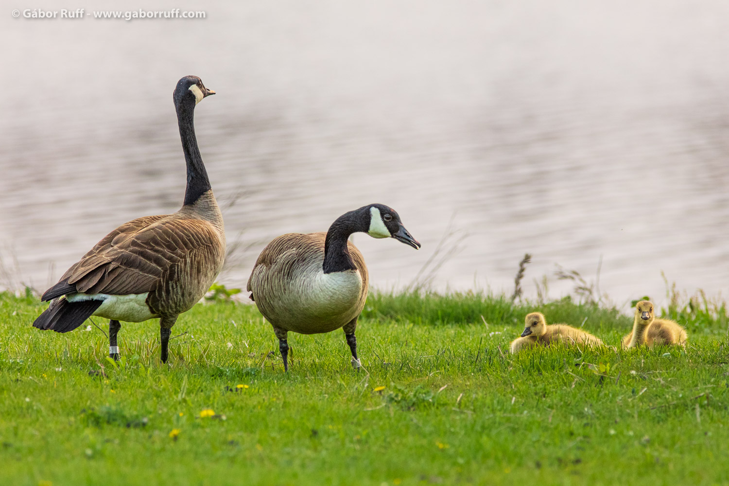 Canada goose