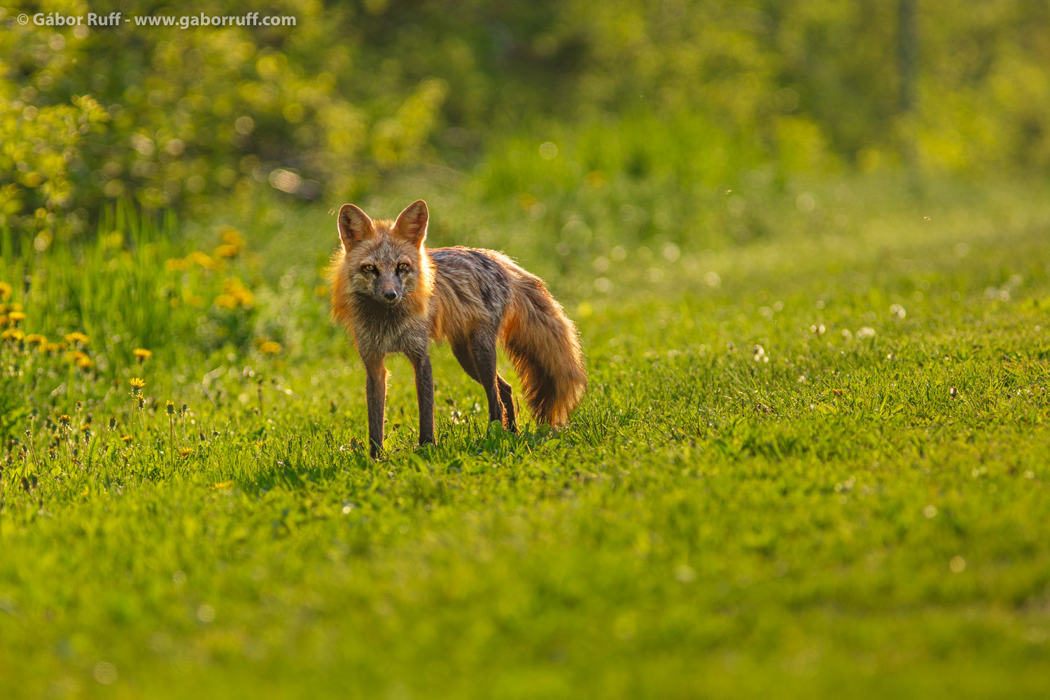 Red Fox