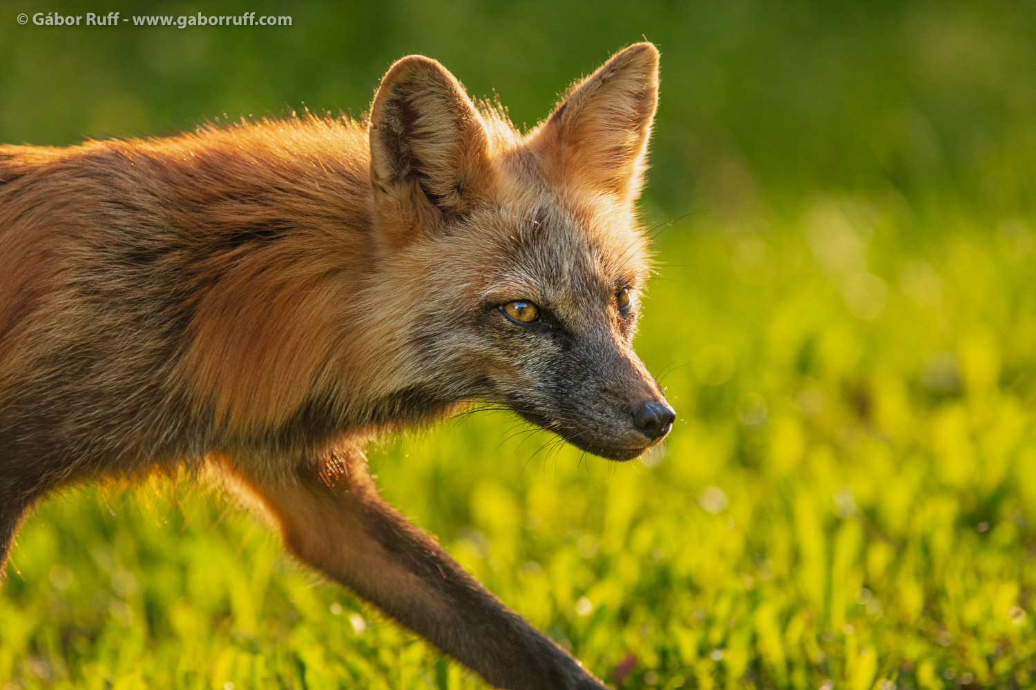 Red Fox