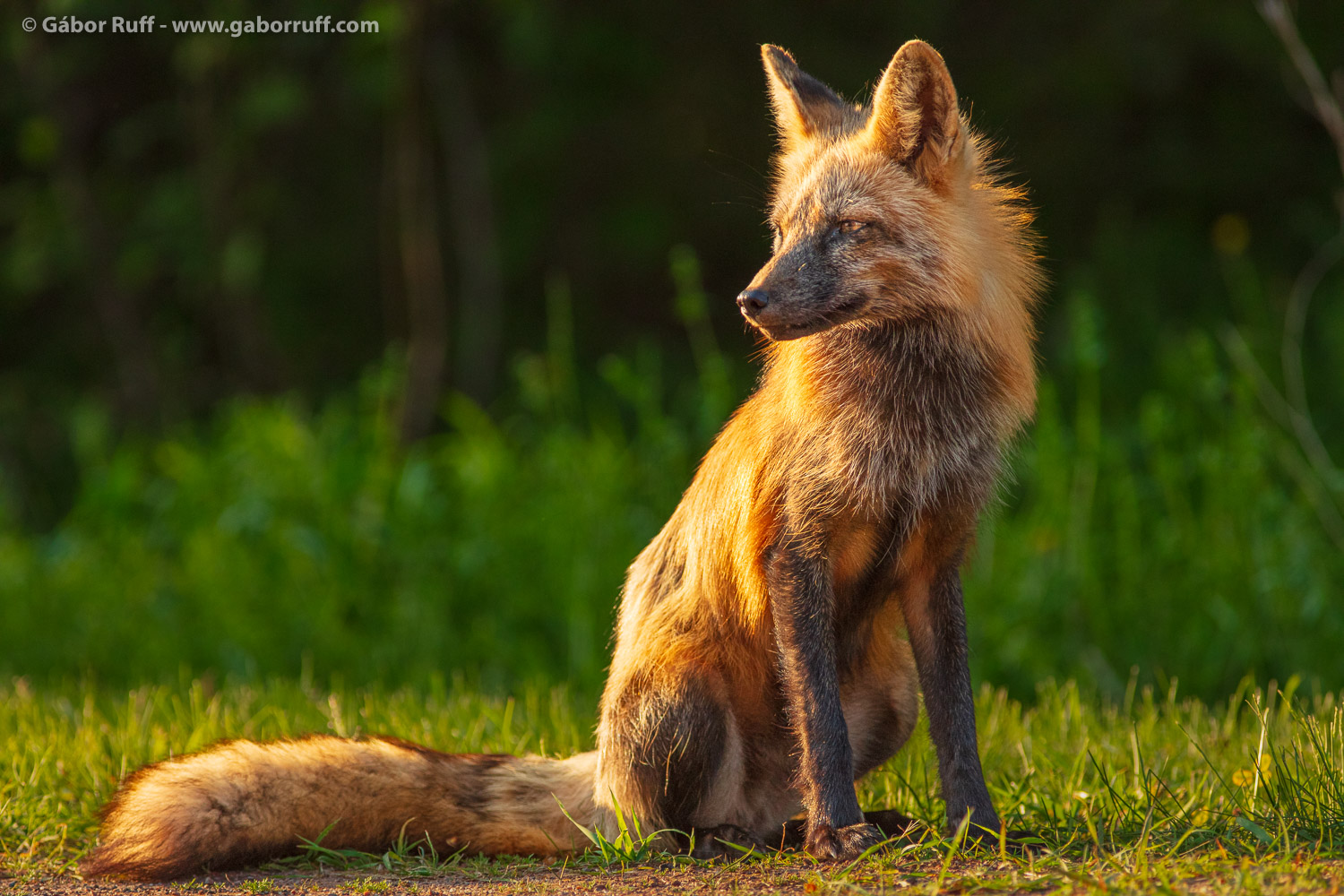 Red Fox