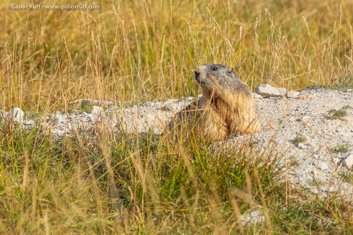 Alpine Marmot