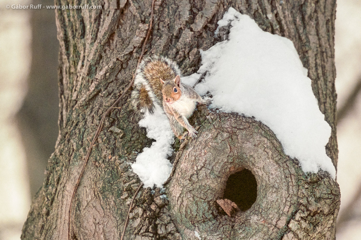 Gray Squirrel