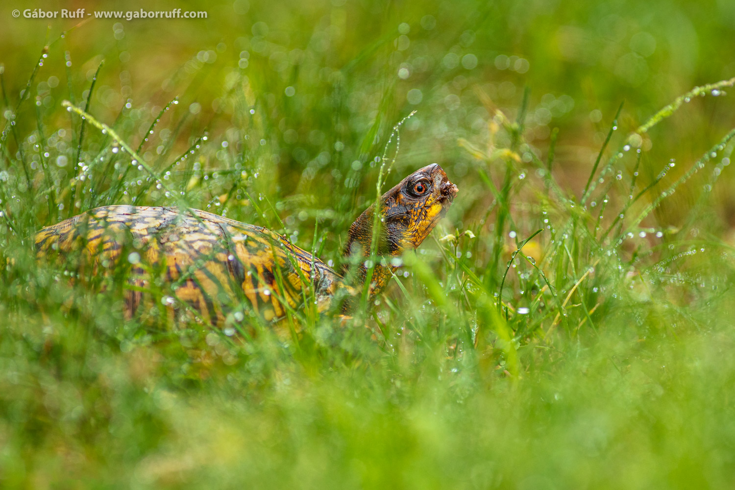 Eastern Box Turtle