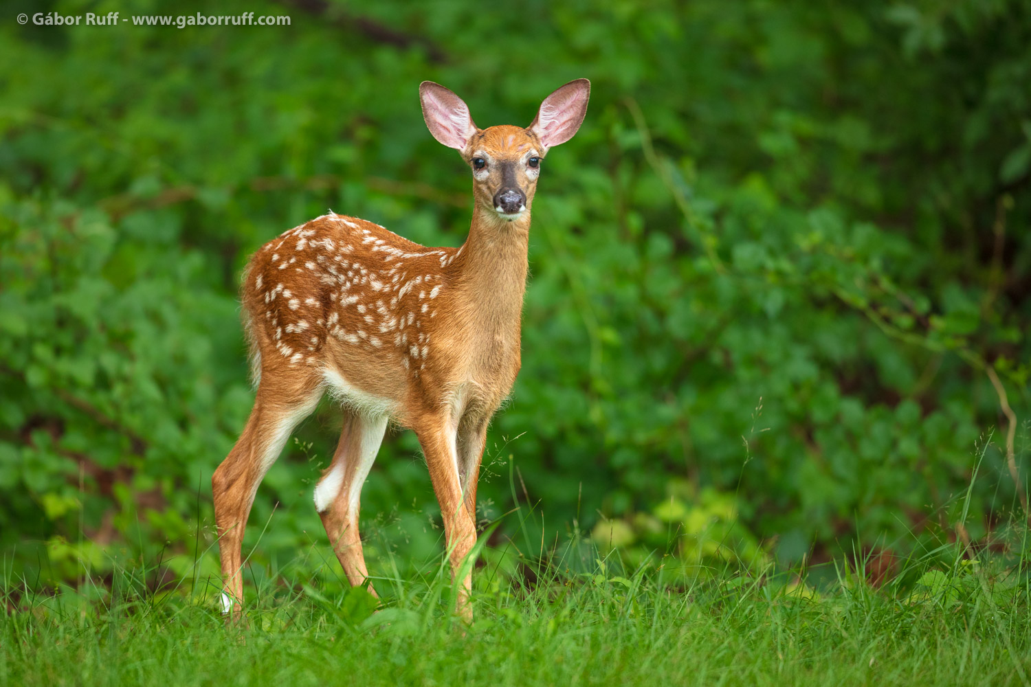 White-tailed Deer