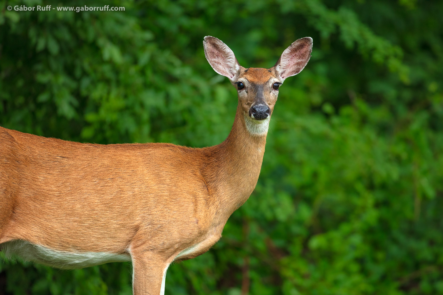 White-tailed Deer