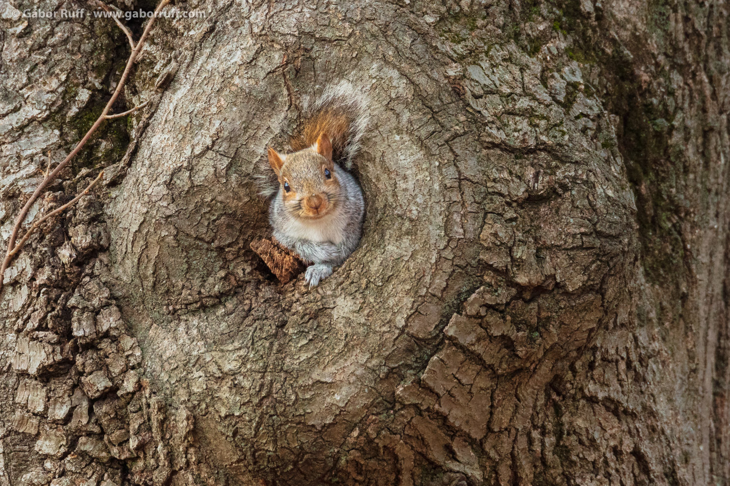 Gray Squirrel