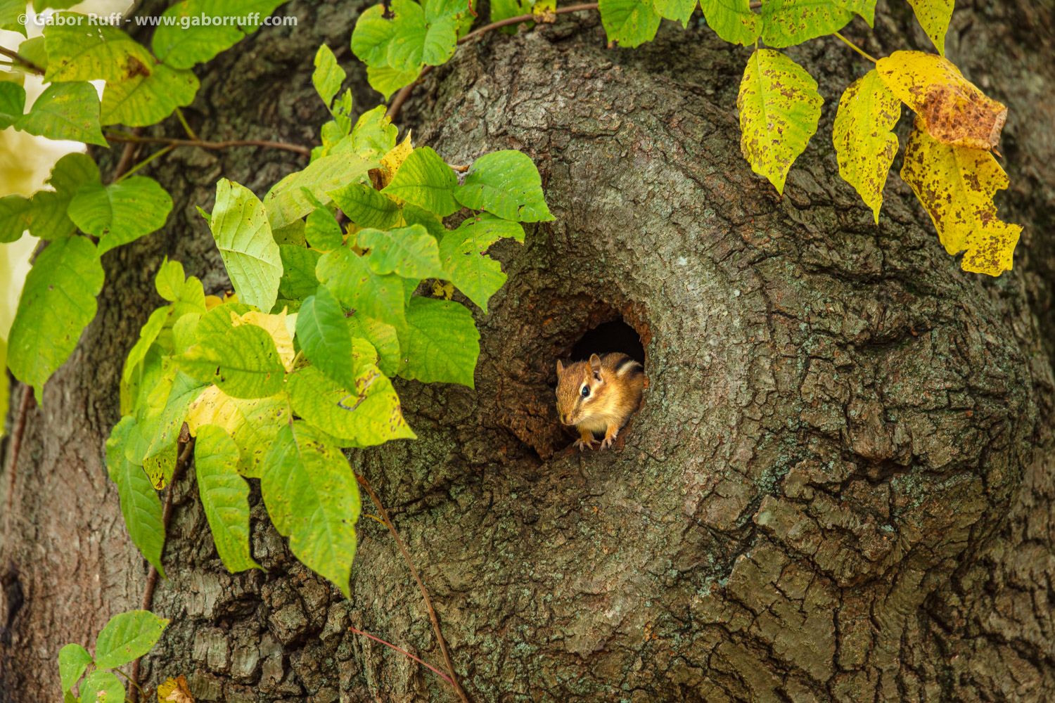 Eastern Chipmunk