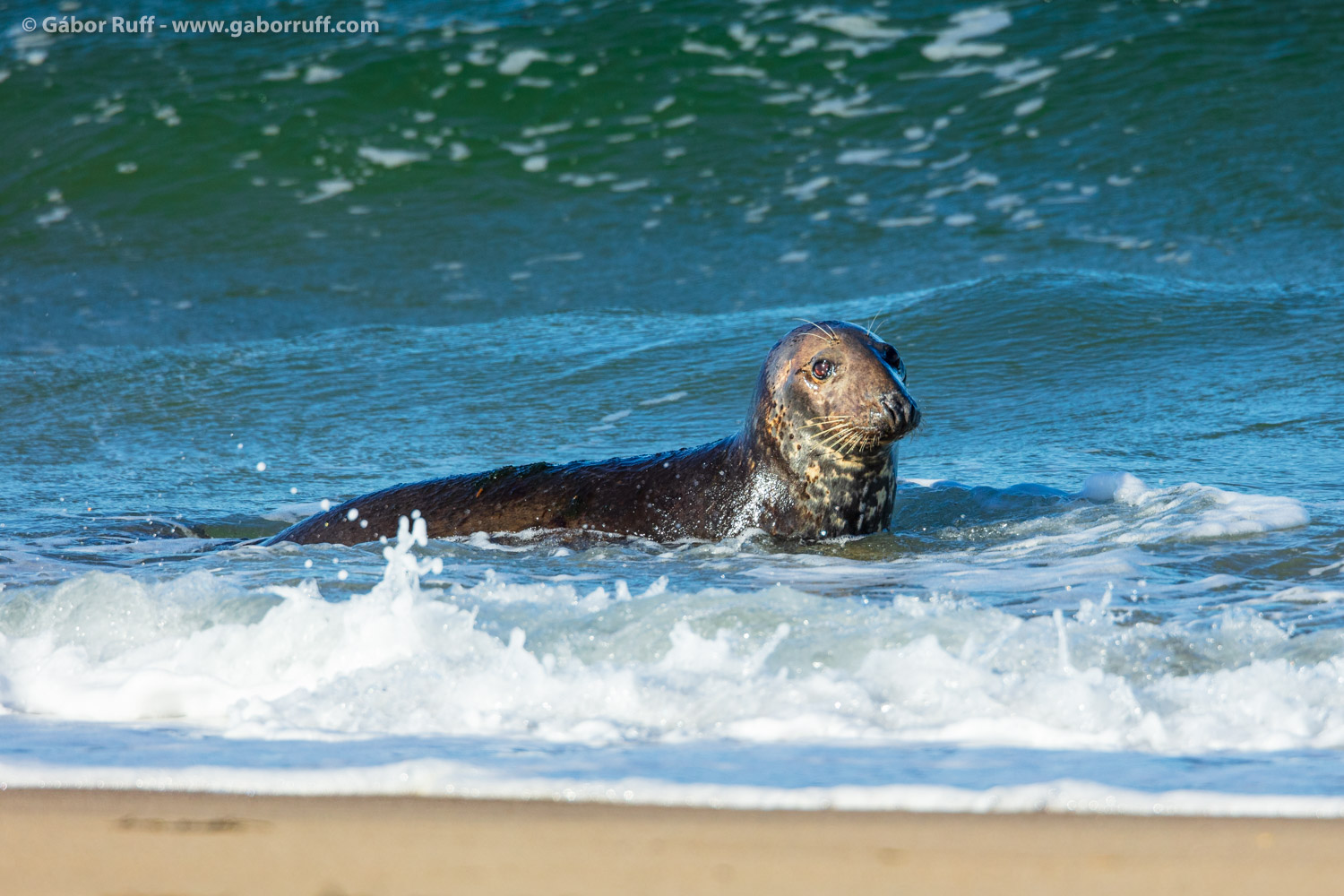 Gray Seal