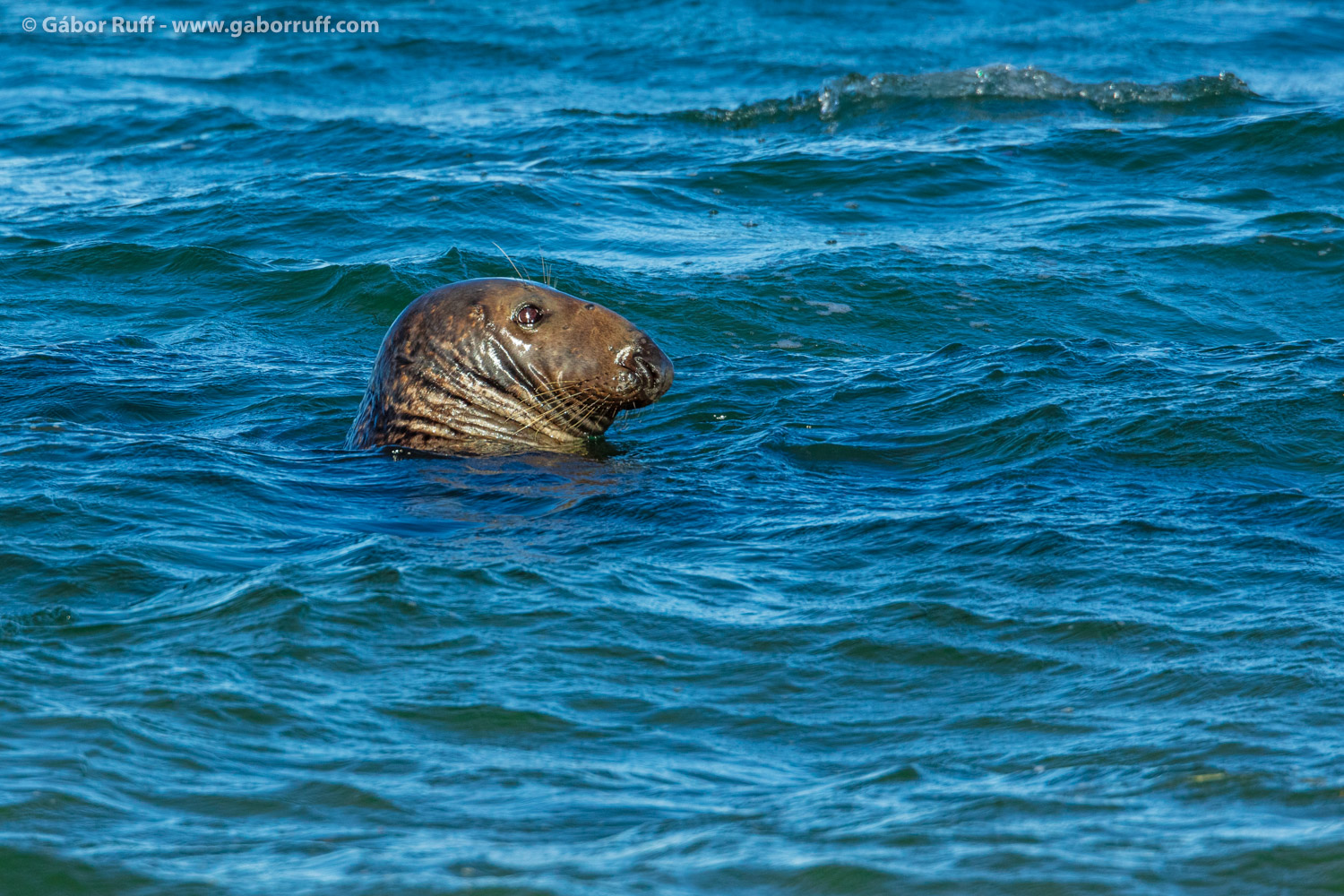 Gray Seal