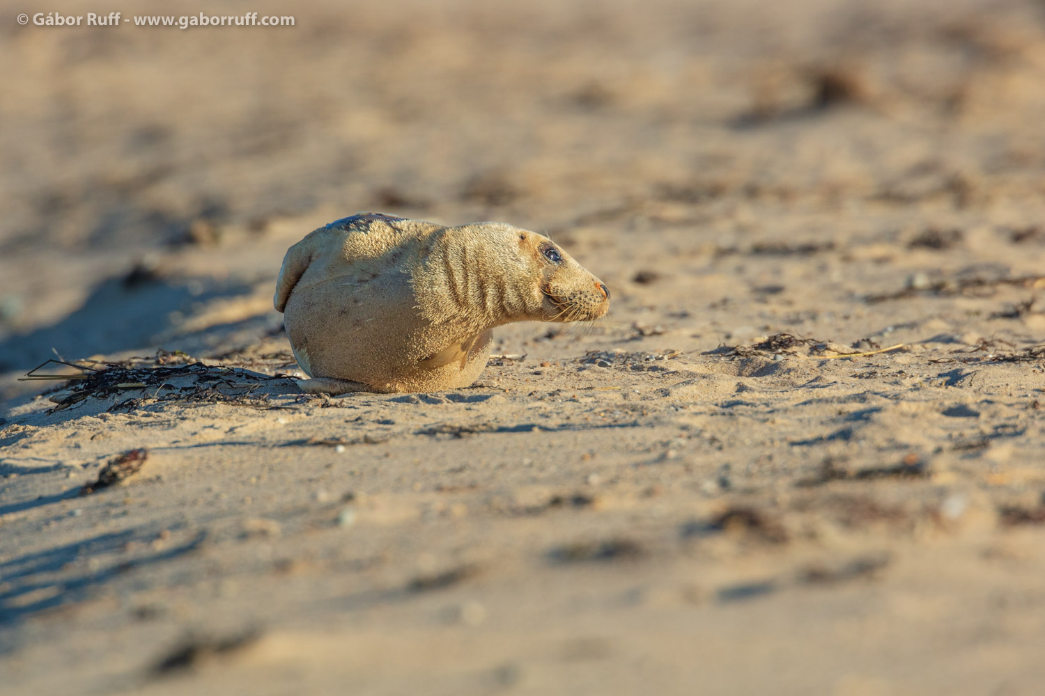 Gray Seal