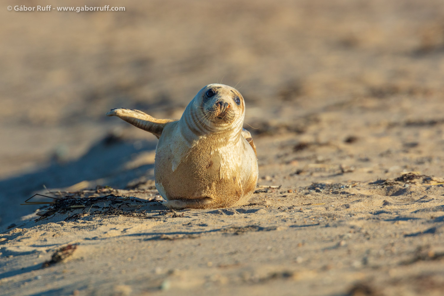 Gray Seal