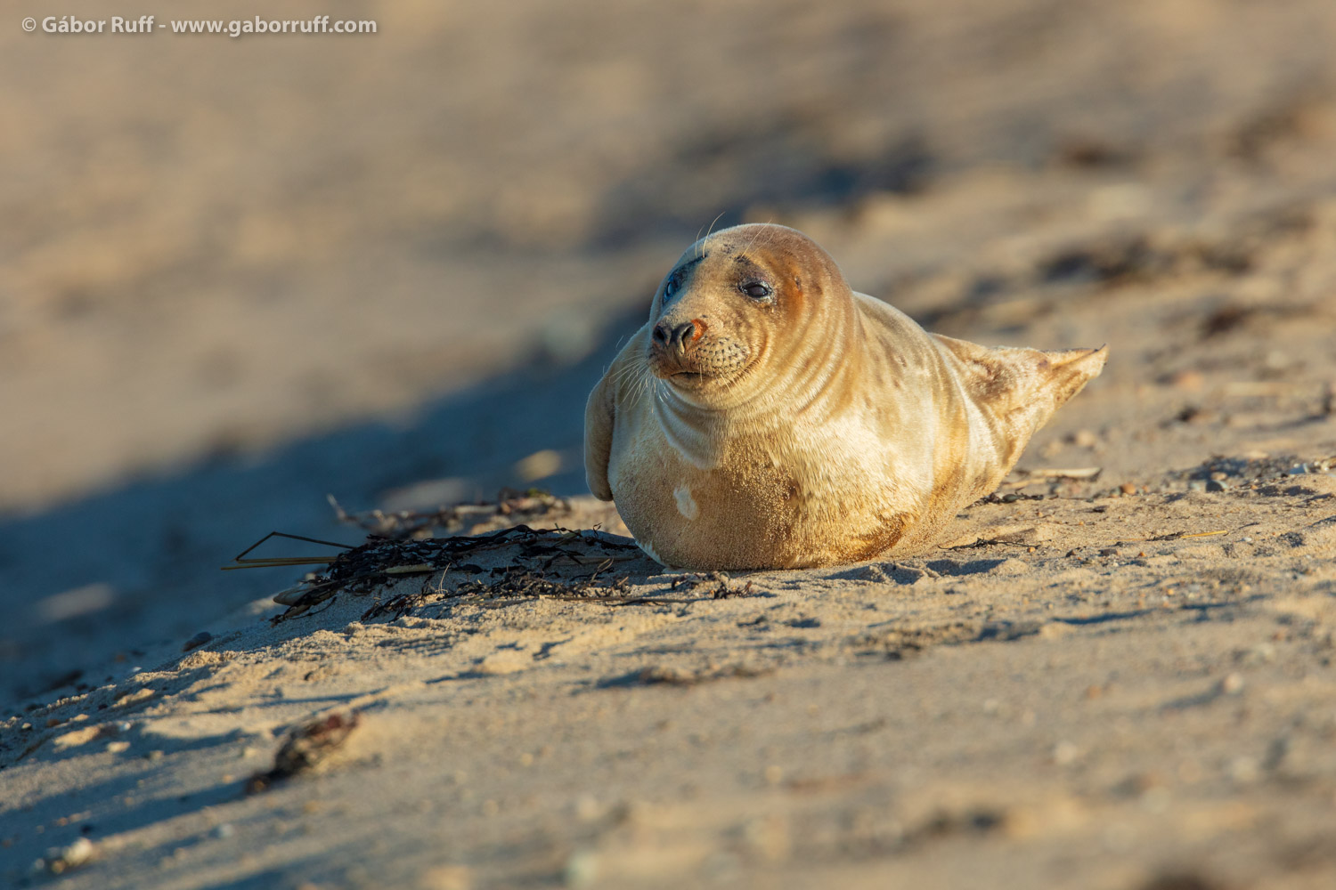 Gray Seal